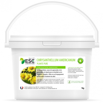 Chrysantellum Americanum – Engorgement cheval – Plante pure